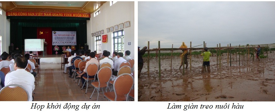 Establish oyster farming models using the hanging culture method and  guide sustainable clams farming techniques